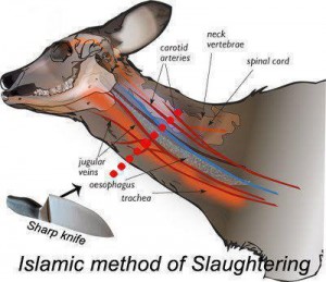 islamic slaughtering